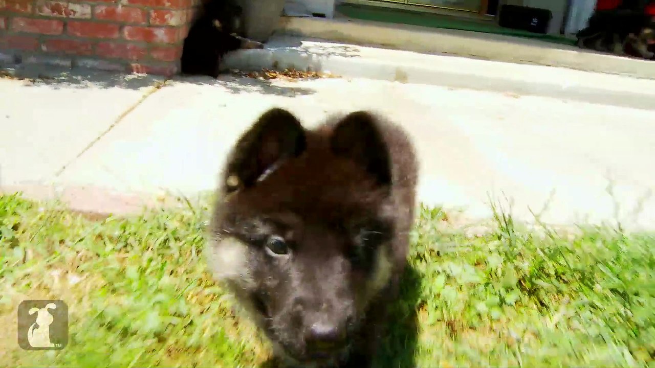 Fluffy German Shepherd Puppies Run Like Heroes