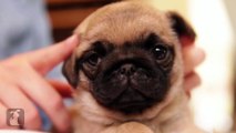 If You Know A Pug Puppy Do This To His Ears