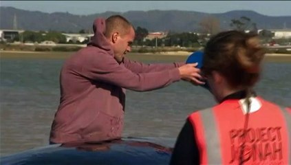 Nouvelle-Zélande : échouée sur une plage, une baleine est sauvée par des bénévoles