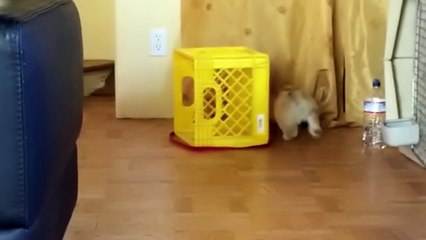 Une boite, une laisse, un chien