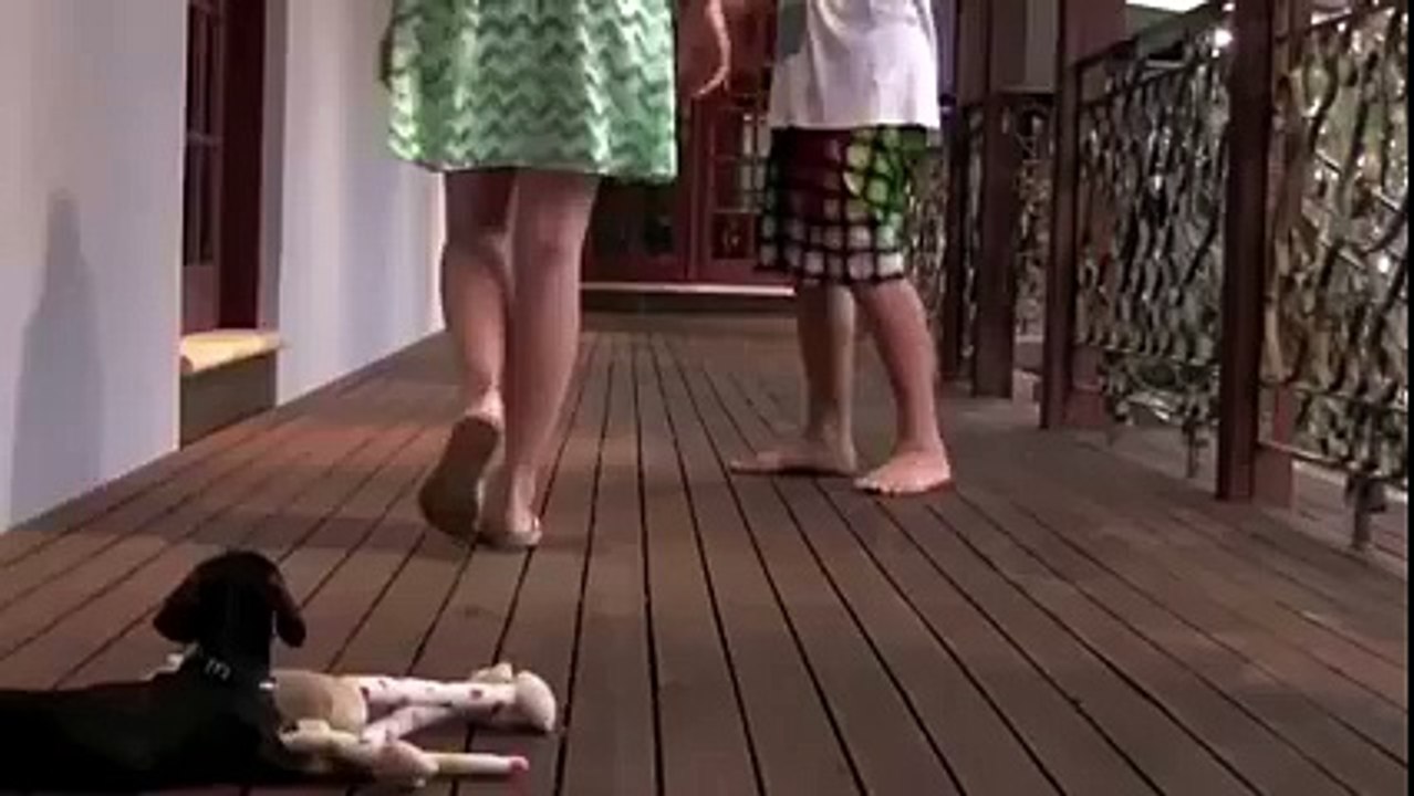 Fight dog
