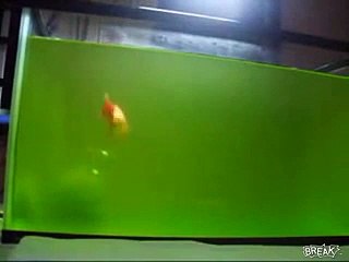 akıllı japon balıgının yaptıgına bakın