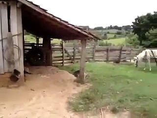 at arabası ile garaja geri geri giren at