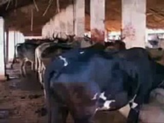 Cow Urine is very helpful for our health