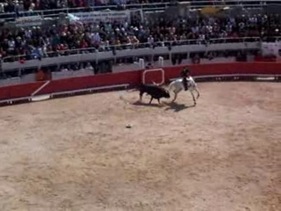 taureau face au cheval II