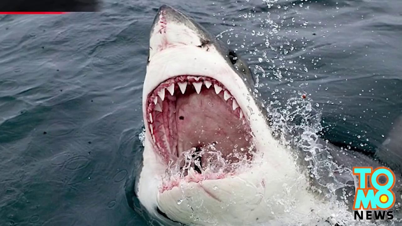 [Insolite] Un requin blanc géant a été mangé par un monstre des mers aussi connu comme le megalodon