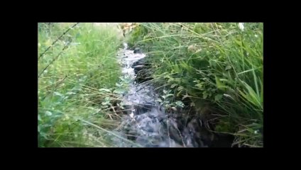 various birds of eastern oregon video