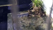 RSPCA Video: Ducklings swimming in wildlife centre