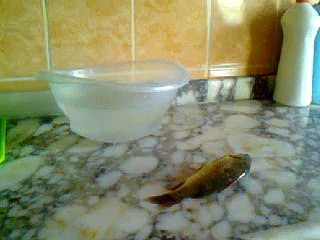 can çekişen balık