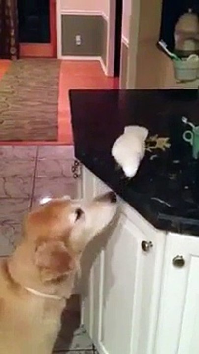 dog and parot