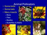 Planting for Pollinators: Welcoming Hummingbirds, Bees, and Butterflies to Your Home Garden