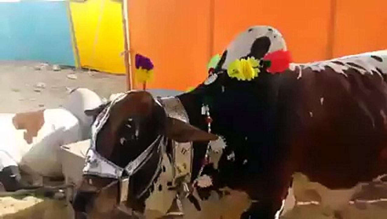 Cow Voluntarily Lays Down to be Slaughtered after being Asked by Owner!