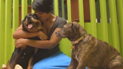 All The Best Dogs on NATIONAL DOG DAY | What's Trending Now