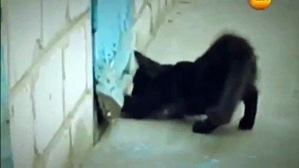 В ЭТО ТУДНО ПОВЕРИТЬ КОТЕНОК СПАС СОБАКУ ИЗ ЗАТОЧЕНИЯ