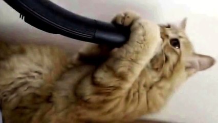 Кот и пылесос)))кот сломал систему))