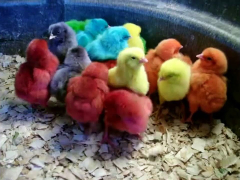 Pollos de Colores
