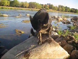 Adopted girl Nova shows her tricks _ Novos triukai