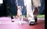 Italian Greyhound Chases RC "Rabbit"