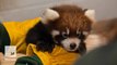 Red panda cubs visit the doctor for a cute lil' checkup