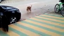 Dancing Dog in Brazil - Funny ! - Бразилия - Собака Танцует под Музыку - Прикол !