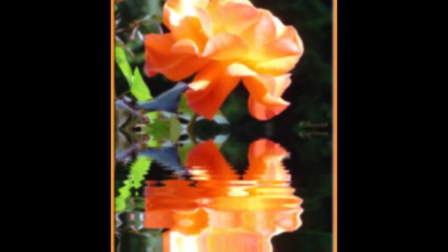 Salvatore Adamo en duo avec Renan Luce J'Avais oublié Que Les Roses Sont Roses ( inédit)