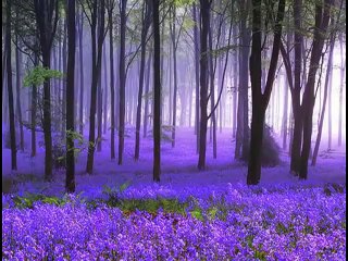 Christian converted to Islam in USA