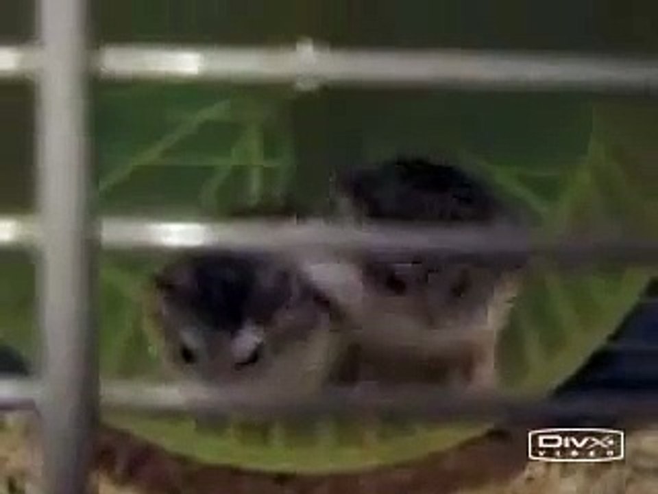 Hamster Fight Sub