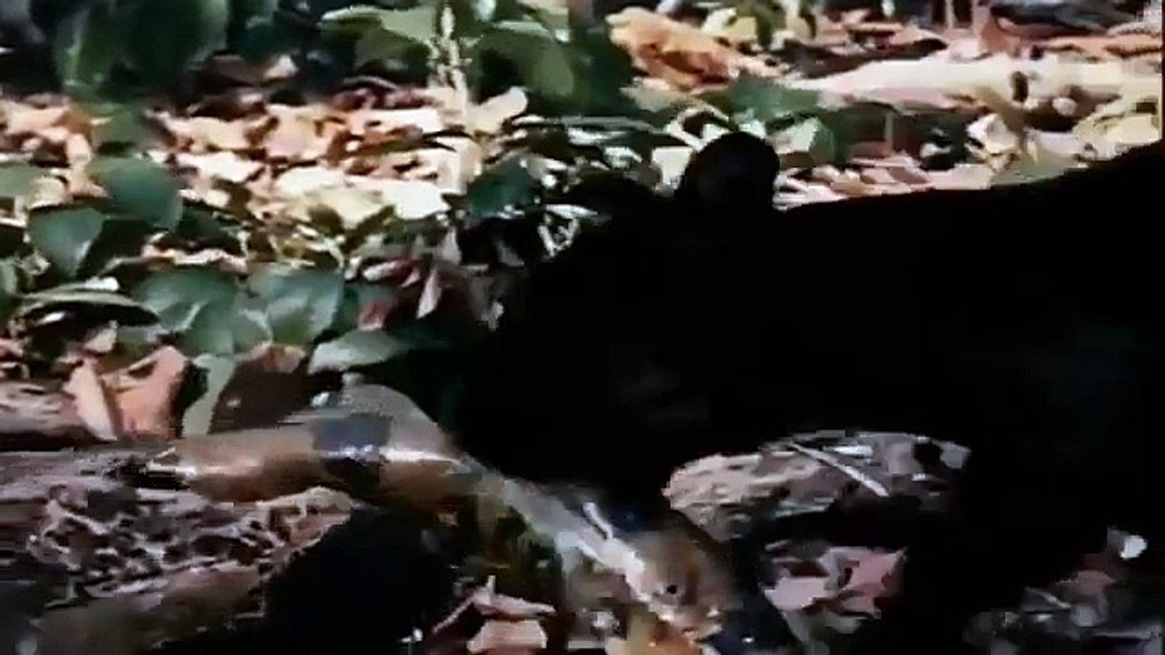 Anaconda vs Jaguar Ani
