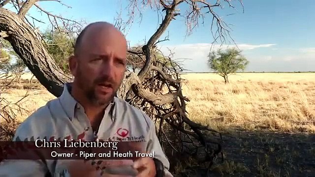 national geographic wild attack of the big cats documentary