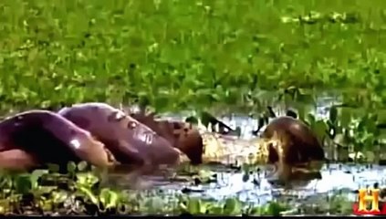 The Man Eating Anaconda - Part 1/2 -- (National Geographic Documentary)