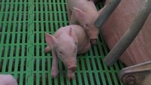 Na Espanha, porcos são criados com música clássica e ar condicionado