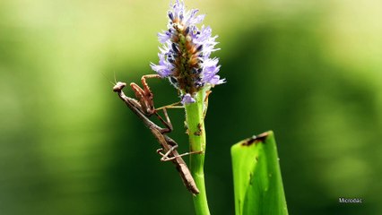 Brown Praying Mantis