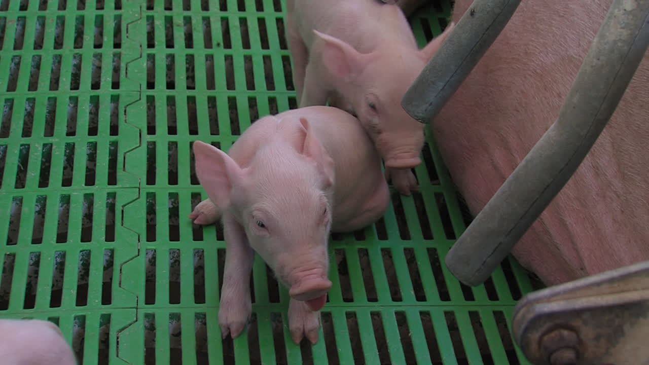 Schweinezucht à la 5 Sterne: Klimaanlage und Stresstherapie für Ferkel