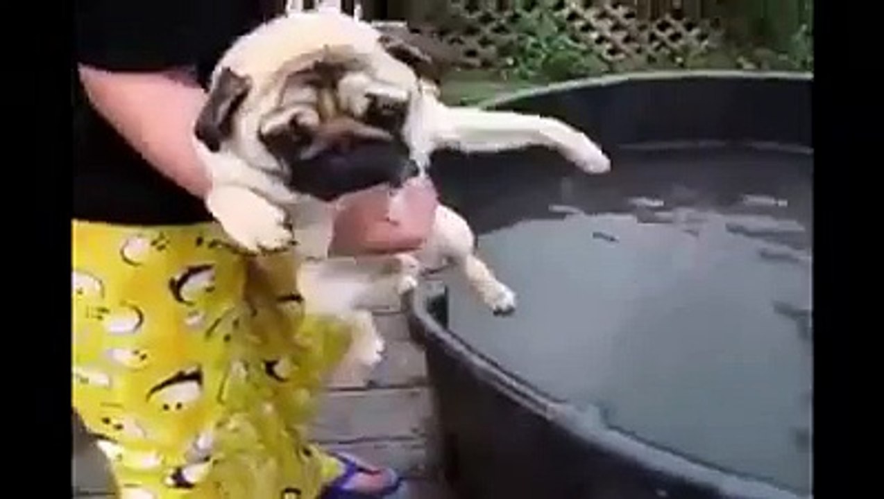 Carlino Compilation