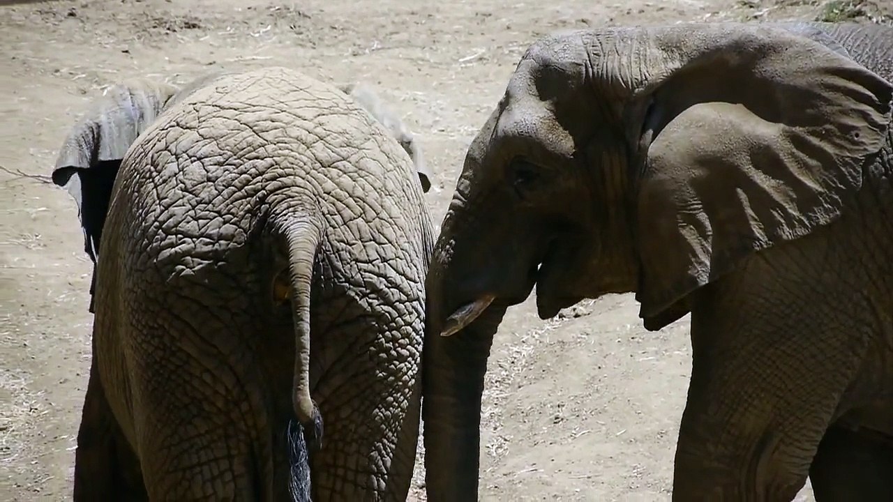 Elephant Eats Poop! HD