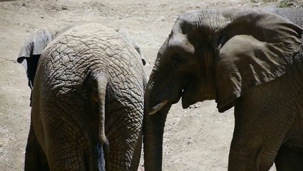 Elephant Eats Poop! HD