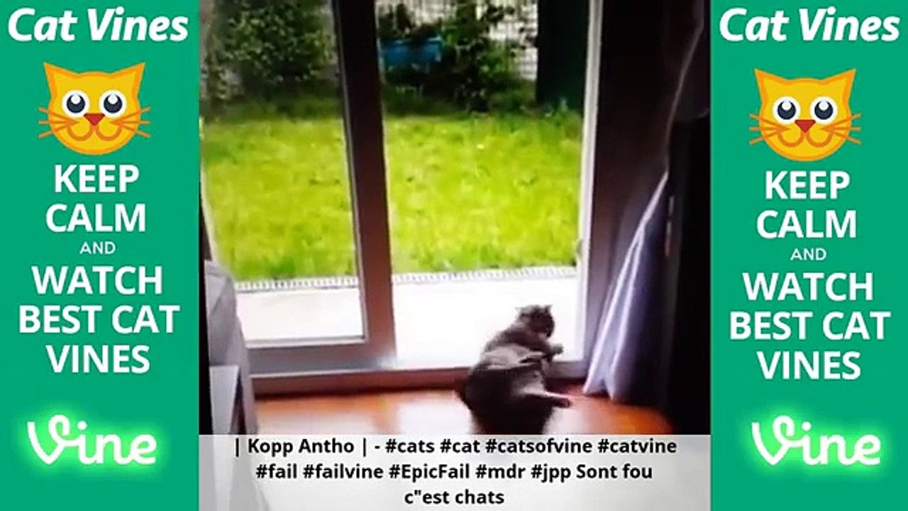 The Best Funny Cat Vines Compialtion #10