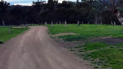 Un cycliste pas rassuré se promène au milieu des kangourous (Australie)