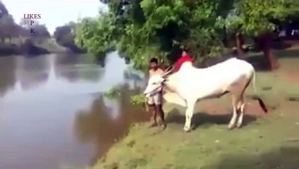 animal training can make animal a friend