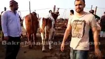 Brown Bull For Eid Qurbani in Cow Mandi 2014 VERY HIGH PRICE