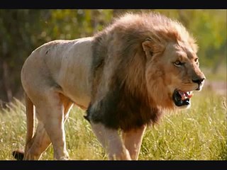 Jaguar vs Lion, Jaguar is larger than Male Lion. Facts. As always honoring the truth of nature.