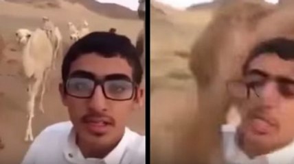 This Camel Absolutely Hates Selfies