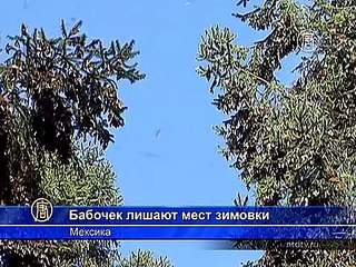 В Мексике уничтожают места зимовки бабочек-монархов