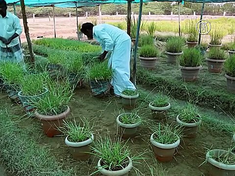 На поля индийских фермеров наступает море