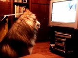 Giant Alaskan Malamute Loves Watching Cartoons