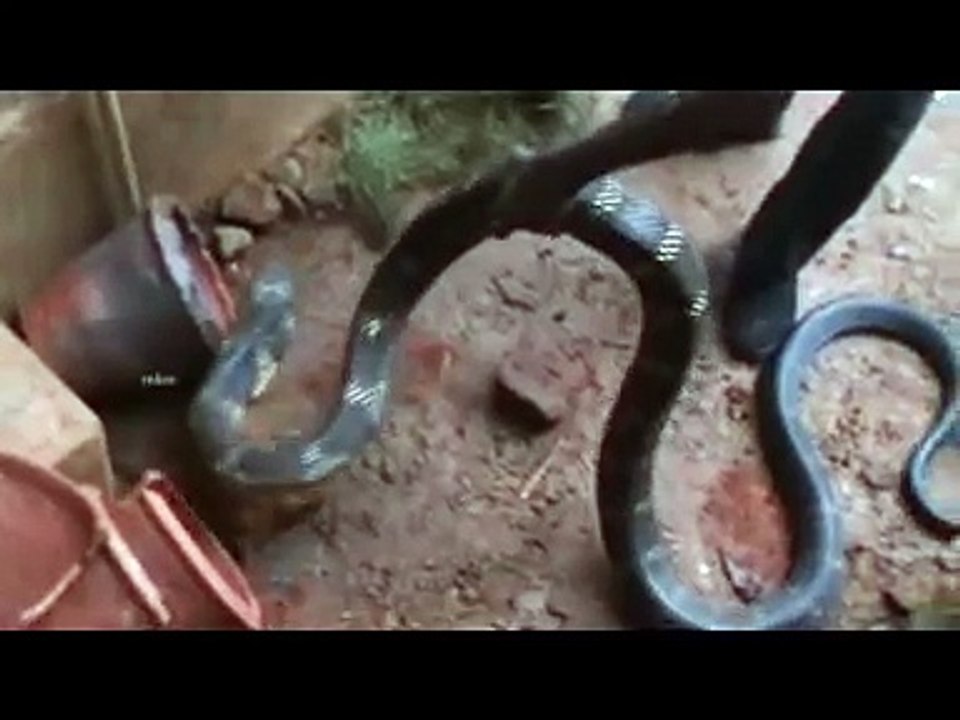 ShockingKing-cobra-attack OMG