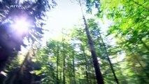 X:enius - Wald - Statt Monokultur zurück zur Natur?