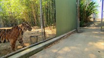 Baby tigers facing grown ups tigers for first time. So cute moment!