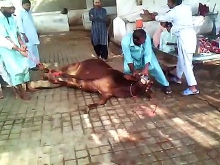 Cow Qurbani 2015 in pakistan - Video Dailymotion