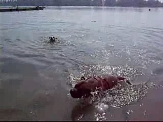 la natation chez le staffie